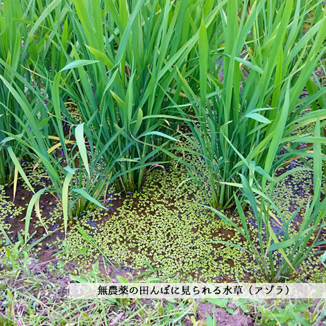 お米(滋賀県竜王町産)