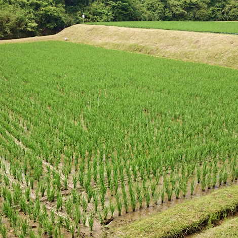 お米(滋賀県竜王町産)
